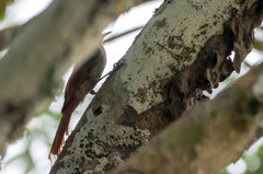 Sittasomus griseicapillus