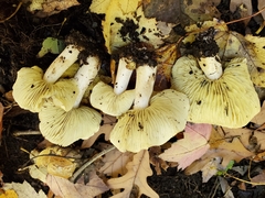 Tricholoma palustre