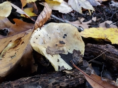 Tricholoma palustre