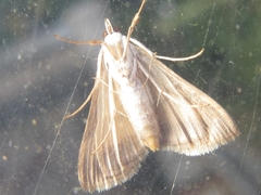 Cnaphalocrocis medinalis