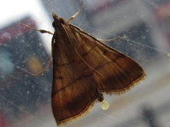 Cnaphalocrocis medinalis