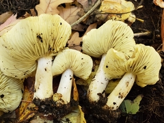 Tricholoma palustre