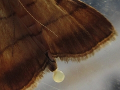 Cnaphalocrocis medinalis