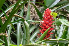 Aechmea poitaei