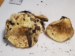 Tricholoma palustre