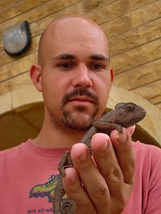 Chamaeleo chamaeleon recticrista