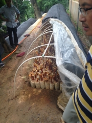 Ganoderma