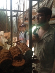 Ganoderma
