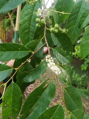 Prunus serotina capuli