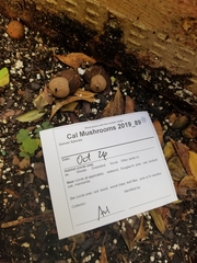 Geastrum fornicatum