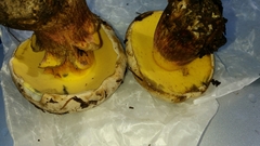 Caloboletus rubripes