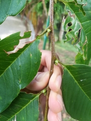 Prunus serotina capuli