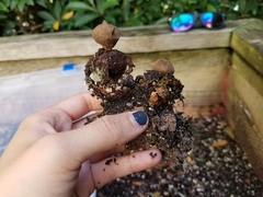 Geastrum fornicatum