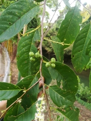 Prunus serotina capuli