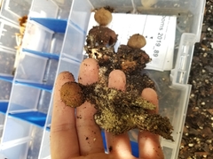 Geastrum fornicatum