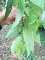 Prunus serotina capuli