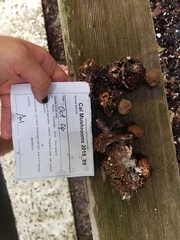 Geastrum fornicatum