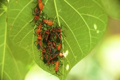 Dysdercus decussatus