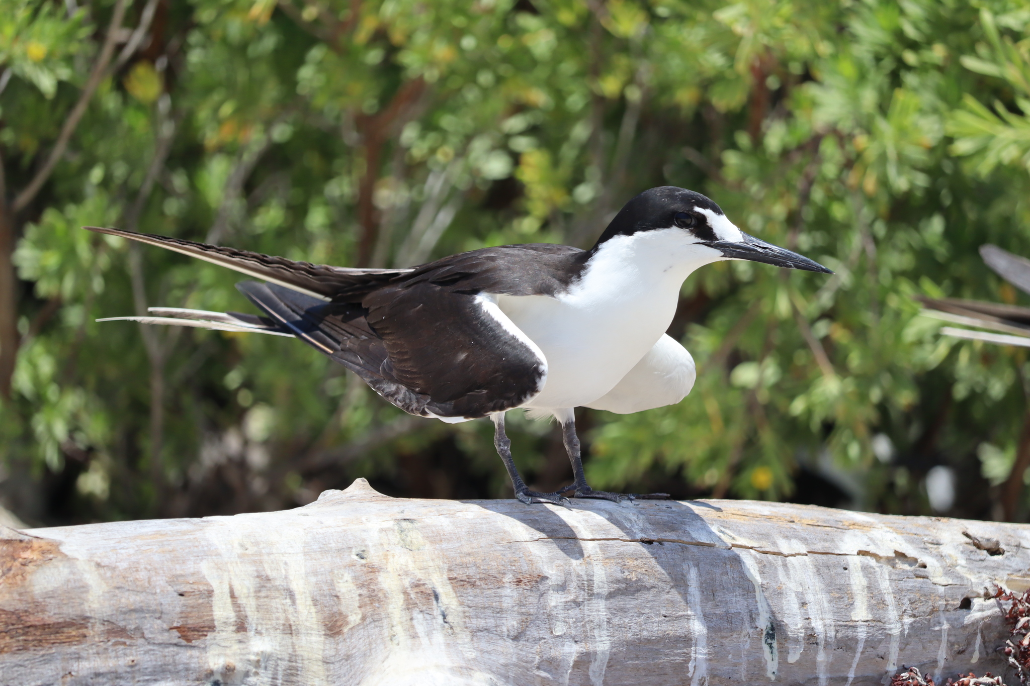 Bridled Tern (Onychoprion anaethetus)