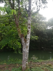 Prunus serotina capuli