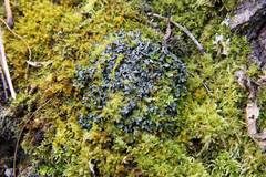 Phaeophyscia hispidula