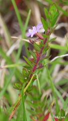 Lythrum maritimum