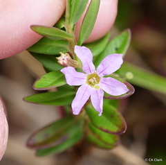 Lythrum maritimum