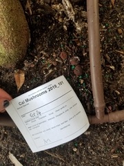 Geastrum fornicatum