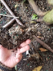 Geastrum fornicatum