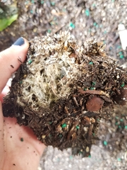 Geastrum fornicatum