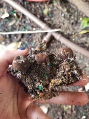 Geastrum fornicatum