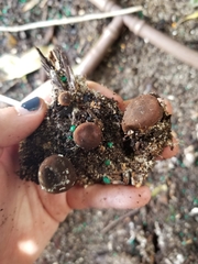 Geastrum fornicatum