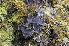 Peltigera neckeri