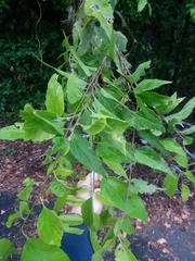 Celtis smallii