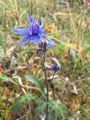 Delphinium brachycentrum