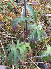 Delphinium brachycentrum