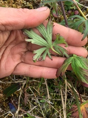 Delphinium brachycentrum