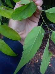 Celtis smallii