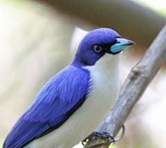 Cyanolanius madagascarinus