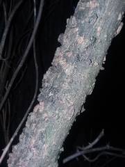 Celtis smallii