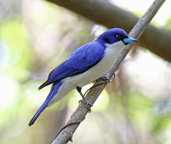 Cyanolanius madagascarinus