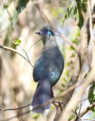 Coua cristata