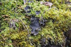 Peltigera neckeri