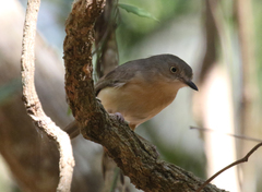 Newtonia brunneicauda