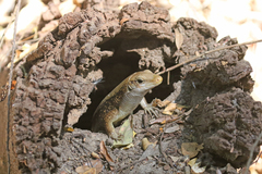 Zonosaurus laticaudatus