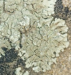 Xanthoparmelia mexicana