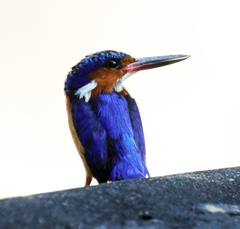 Corythornis vintsioides