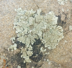 Xanthoparmelia mexicana