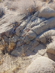 Xanthoparmelia mexicana