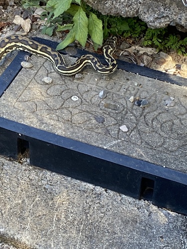 Coastal Carpet Python sighting